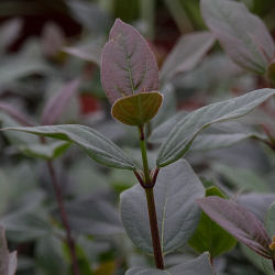 Viorne tin pourpre / Viburnum tinus 'Purpureus'